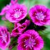 Sharon Hirsch - Facebook