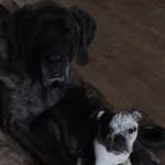 Sharon Holmberg-Paolini - @holmbergpaolini - Instagram