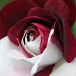 Sharon Hooker - @sharon.hooker.125 - Instagram