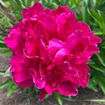 Sharon Hord - @sewbusyme - Instagram