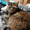 Sharon Hostetler - @sharonhostetler2 - TikTok