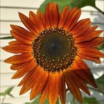 Sharon Hostetter - @slhost56 - Instagram