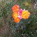 Sharon Hubbard - Facebook