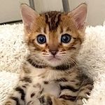 Sharon wishner huskey - @ahomeformaya_bengals - Instagram