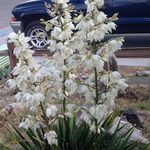 Sharon Huss - @huss2871 - Instagram