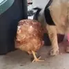 Sharon Hussey - @sharon.hussey2 - TikTok
