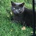 Sharon Inkster - Facebook