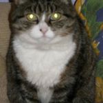 Sharon Irving - @fuzzcatbitz - Instagram
