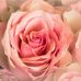 Sharon Jacobi - Facebook