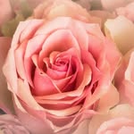 Sharon Jacobi - @sjrose.2d - Instagram