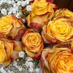 Sharon Ferrell Jorgenson - @sharonjorgenson914 - Instagram