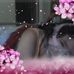 Sharon Follin Jowers - Facebook
