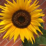 Sharon Jowers - @jowerssharon - Instagram