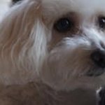 Sharon  Judd Chapman - @wildflowerhouse35 - Instagram