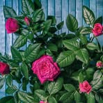 Sharon Kainyainya - Facebook
