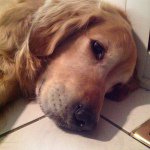 Sharon Kalbfleisch - @sharonkalb - Instagram