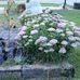 Sharon Karnes - Facebook