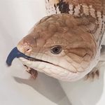 Sharon Kaufman - @sharonjcpa0409 - Instagram