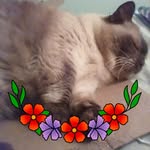 Sharon Kavanagh - @sharonkavanagh703 - Instagram