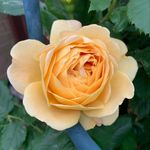 Sharon Kendrick - @photos_by_slk - Instagram