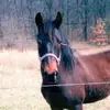 Sharon Kennison - @sharon.kennison - TikTok