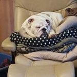 Sharon P Kincaid - @mcgregorsbulldogs - Instagram