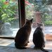 Sharon Knopf - Facebook