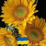 Sharon Koehler - @sharonkoehler - Instagram
