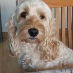 Sharon Koppa - @koppasharon - Instagram