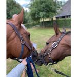 sharon koster - @xsharoonnx - Instagram