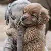 Sharon Koziol - @sharon.koziol - TikTok