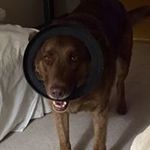 Sharon Krell - @nottoofunny - Instagram