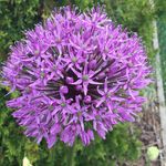 Sharon Kuang - @yyc4seasonsgrowing - Instagram
