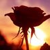 Sharon Sonnabend Kuperus - Facebook