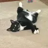 SharonL - @sharelafever - TikTok