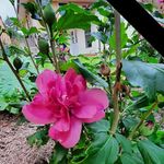 Sharon Lamont - @sharonlamont - Instagram