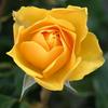 Sharon Land - @sl122222 - TikTok
