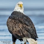 Sharon Landis - @sharonlandisphotography - Instagram
