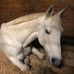 Sharon Rosenthal Land - Facebook