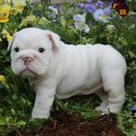 Sharon Lanier - @sllpugs - Instagram