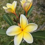 Sharon Lanier Rogerson - @sharonlynn1983 - Instagram