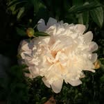 Sharon Lanning Meyer - @sharon_r_meyer - Instagram