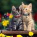 Sharon LaPointe - Facebook