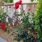 Sharon Laughlin - @smlaughlin - Instagram