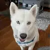 sharonlaughlin4 - @sharon.laughlin7 - TikTok