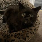 Sharon Lavender - @66rfq - Instagram