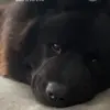 SharonElease - @islandsweetie72 - TikTok