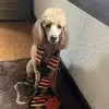 Sharon Levi LeCompte - @sharon.levi.lecom - TikTok