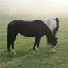 sharonlentz0 - @sharonlentz0 - TikTok