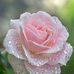 Sharon Licata - Facebook